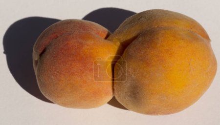 Two glued peach fruits. Siamese twins. A fruit anomaly.