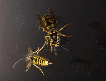 Vespula germanica, die Europäische Wespe, Deutsche Wespe oder Deutsche Gelbjacke. Männchen und Weibchen bei der Paarung.
