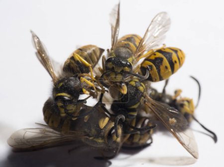 Vespula germanica, the European wasp, German wasp, or German yellowjacket. Dead insects.