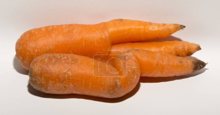 Photo for Two crooked carrots are mutants. Association of erotic intimacy. - Royalty Free Image