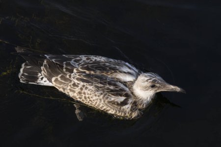 Silbermöwe (Larus argentatus). Ein junger Wasservögel schwimmt im Meer. Das Küken.