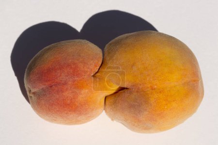 Dos frutas de melocotón pegadas. Gemelos siameses. Una anomalía frutal.