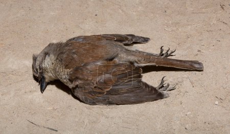 La Pie-grièche à dos roux (Lanius collurio) est un passereau carnivore membre de la Pie-grièche Laniidae. Oiseau juvénile - femelle. Oiseau mort. Guerres routières - mort d'une Pie-grièche. La mort de la voiture.