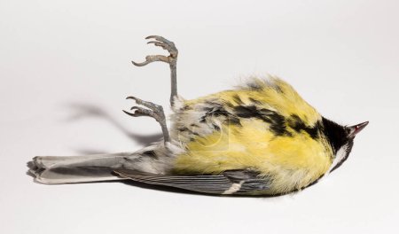 Great tit (Parus major) is a passerine bird in the tit family Paridae. A dead bird on a white background.