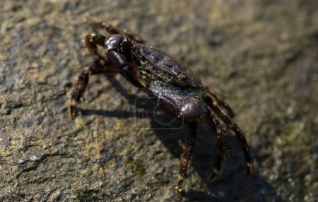 Pachygrapsus marmoratus est une espèce de crabe, parfois appelée crabe commun marbré ou crabe commun marbré. Mer Noire. Crabe dans les pierres. Le comportement d'accouplement de l'animal, la libération de mousse.