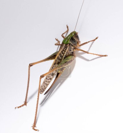 Decticus verrucivorus es un grillo arbusto de la familia Tettigoniidae. Primer plano de Grasshopper. Un insecto hembra sobre un fondo blanco.