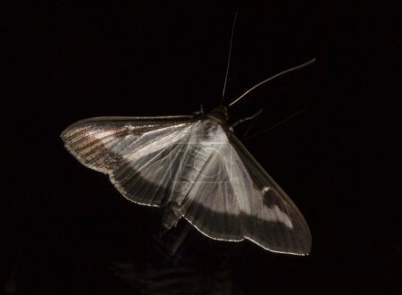 Cydalima perspectalis or the box tree moth is a species of moth of the family Crambidae. This butterfly is a pest. On a black background.