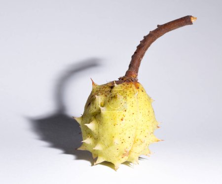 Fruits de châtaignier mûrs avec une peau sur fond blanc. Aesculus, buckeye.