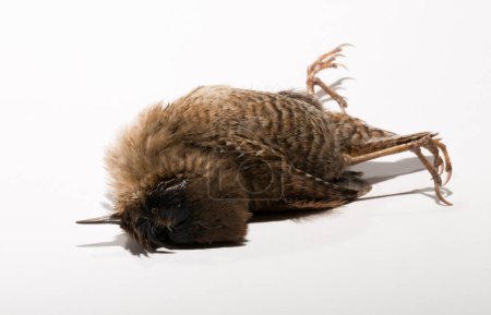 Troglodytes es una especie de ave paseriforme de la familia Troglodytidae en el orden de los Perciformes. Un pájaro muerto sobre fondo blanco.