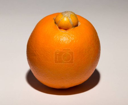 Eine seltsame süße Orange bringt ihren Nachwuchs zur Welt. Verband medizinischer Krankheiten.