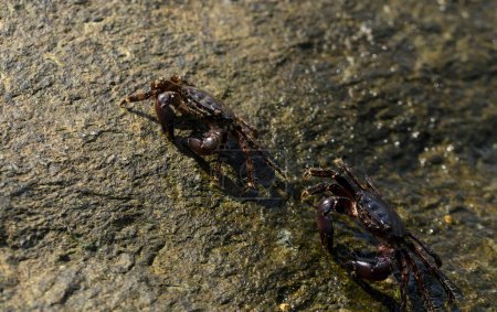 Pachygrapsus marmoratus est une espèce de crabe, parfois appelée crabe commun marbré ou crabe commun marbré. Mer Noire. Crabe dans les pierres
.