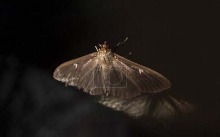 Cydalima perspectalis or the box tree moth is a species of moth of the family Crambidae. This butterfly is a pest. On a black background.