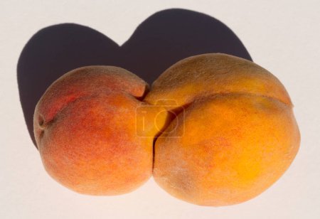 Zwei geklebte Pfirsichfrüchte. Siamesische Zwillinge. Eine Fruchtanomalie.