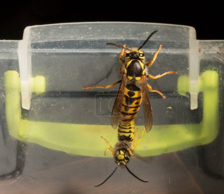 Vespula germanica, the European wasp, German wasp, or German yellowjacket. Male and female at the moment of mating.