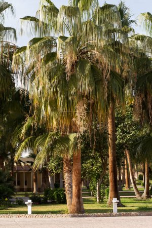 Washingtonia filifera, también conocida como palmera de abanico del desierto, palmera de abanico de California y palmera enaguas.