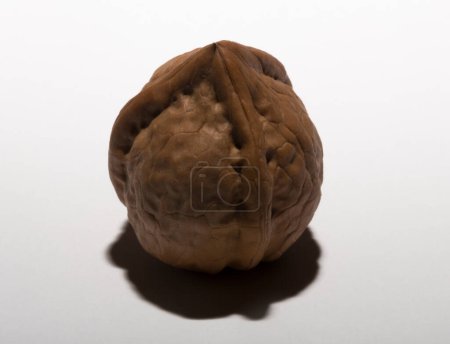 Las nueces son frutos de hueso redondeados y de una sola semilla del nogal. Nuez tricúspide.