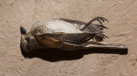La Pie-grièche à dos roux (Lanius collurio) est un passereau carnivore membre de la Pie-grièche Laniidae. Oiseau juvénile - femelle. Oiseau mort. Guerres routières - mort d'une Pie-grièche. La mort de la voiture.