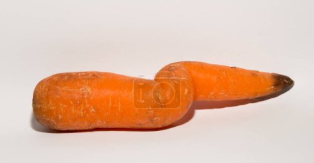 Photo for Crooked carrot is a mutant. Vegetable on a white background. - Royalty Free Image