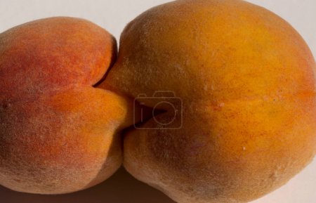 Zwei geklebte Pfirsichfrüchte. Siamesische Zwillinge. Eine Fruchtanomalie.