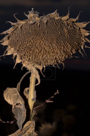 Helianthus, Sonnenblume aus nächster Nähe. Reife landwirtschaftliche Ernte vor der Ernte.