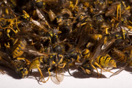 Vespula germanica, die Europäische Wespe, Deutsche Wespe oder Deutsche Gelbjacke. Ein Haufen toter Insekten.