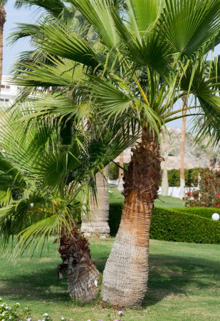 Washingtonia filifera, auch bekannt als Wüstenfächerpalme, Kalifornische Fächerpalme und Petticoat-Palme.