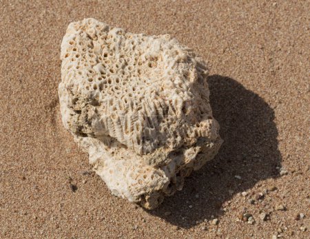 Corales fósiles del Mar Rojo. Criaturas antiguas, convertidas en piedra. Corales de arrecife.