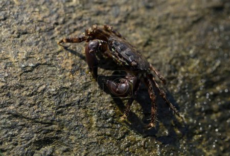 Pachygrapsus marmoratus est une espèce de crabe, parfois appelée crabe commun marbré ou crabe commun marbré. Mer Noire. Crabe dans les pierres
.