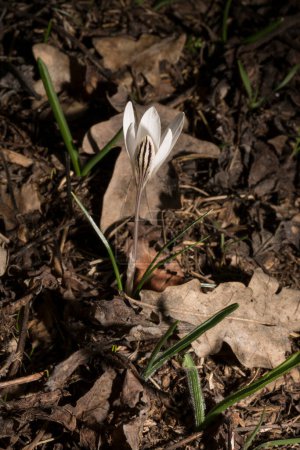 Crocus biflorus, (silvery; scotch). Spring primrose.