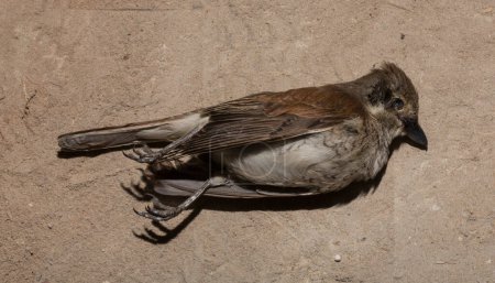Lanius collurio es una especie de ave paseriforme de la familia Laniidae en el orden de los Perciformes. Pájaro juvenil - hembra. Ave muerta. Road wars - death of a Shrike (en inglés). Muerte por el coche.