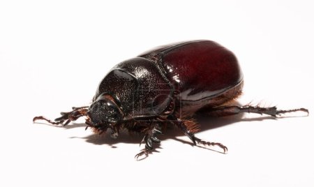 European rhinoceros beetle (Oryctes nasicornis) is a large flying beetle belonging to the subfamily Dynastinae. Imago, a female insect.