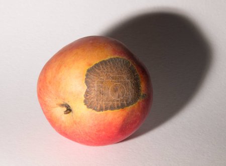 Venturia inaequalis ist ein ascomycetischer Pilz, der die Apfelschorf-Krankheit verursacht.