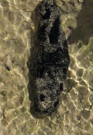 Holothuria edulis, comúnmente conocido como el pepino de mar comestible o el pepino de mar rosa y negro, es una especie de equinodermo en la familia Holothuriida.La fauna del Mar Rojo.
