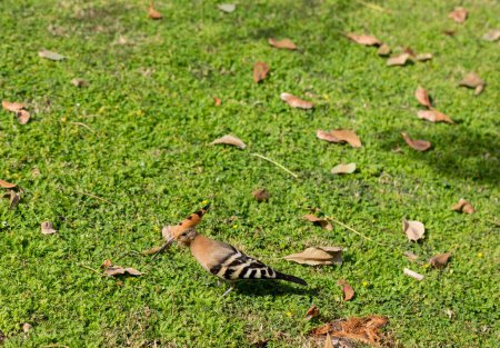 La huppe eurasienne (Upupa epops). Un oiseau sauvage se nourrit sur une pelouse verte.