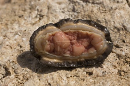 Téléchargez les photos : Acanthopleura haddoni, espèce tropicale de chiton. La faune de la mer Rouge. Un mollusque marin sur un rocher. - en image libre de droit