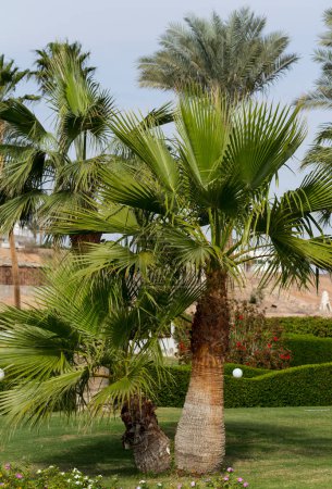 Washingtonia filifera, auch bekannt als Wüstenfächerpalme, Kalifornische Fächerpalme und Petticoat-Palme.