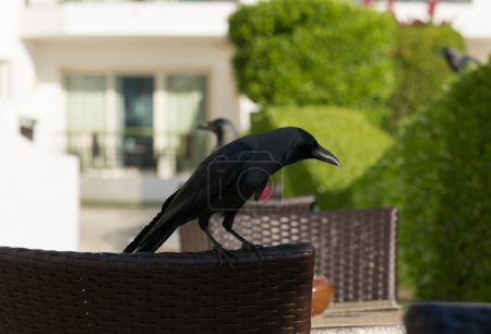 Cuervo de la casa (Corvus splendens), también conocido como el cuervo indio, de cuello gris, Ceilán o Colombo. Un pájaro trata de robar comida de una vivienda humana.