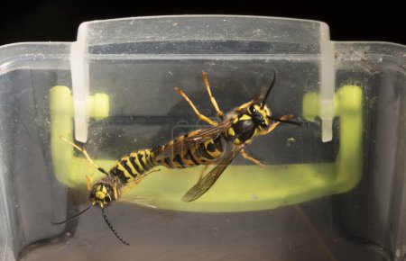 Vespula germanica, die Europäische Wespe, Deutsche Wespe oder Deutsche Gelbjacke. Männchen und Weibchen bei der Paarung.