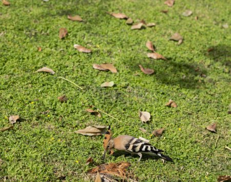 Der eurasische Wiedehopf (Upupa epops). Ein Wildvogel sucht auf einem grünen Rasen nach Nahrung.