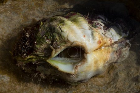 Foto de La almeja máxima (Tridacna maxima), también conocida como la pequeña almeja gigante, es una especie de molusco bivalvo. La fauna del Mar Rojo. - Imagen libre de derechos
