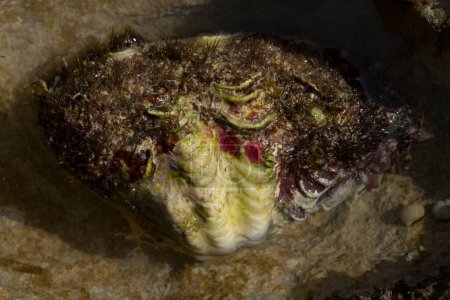 Die Maxima-Muschel (Tridacna maxima), auch als kleine Riesenmuschel bekannt, ist eine Muschelart. Die Fauna des Roten Meeres.