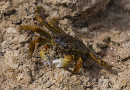 Grapsus albolineatus is a species of decapod crustacean in the family Grapsidae. Crab, on a reef rock. Fauna of the Sinai Peninsula.