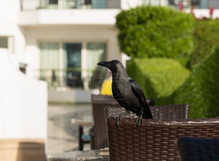 House crow (Corvus splendens), also known as the Indian, greynecked, Ceylon or Colombo crow. A bird tries to steal food from a human dwelling.