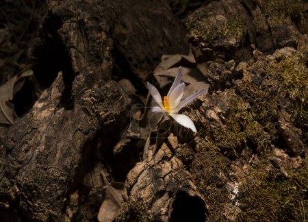 Crocus biflorus, (silbrig; Scotch). Frühlingsblüher.