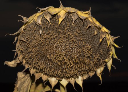 Helianthus, sunflower close-up. Ripe agricultural crop, before harvesting.