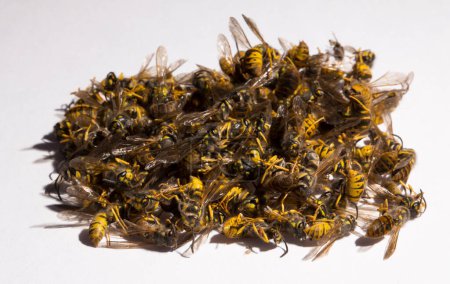 Vespula germanica, die Europäische Wespe, Deutsche Wespe oder Deutsche Gelbjacke. Ein Haufen toter Insekten.