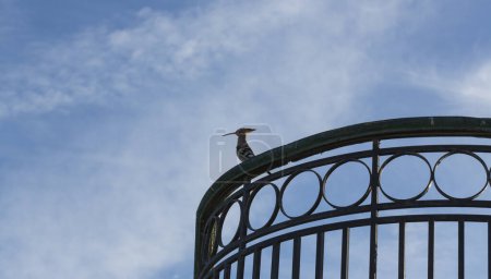 La huppe eurasienne (Upupa epops). Un oiseau sauvage est assis sur un treillis ajouré sur un fond bleu ciel.