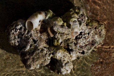 Foto de Corales fósiles del Mar Rojo. Criaturas antiguas, convertidas en piedra. Corales de arrecife. - Imagen libre de derechos