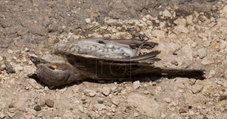 The red-backed shrike (Lanius collurio) is a carnivorous passerine bird and member of the shrike Laniidae. Juvenile bird - female. Dead bird. Road wars - death of a  Shrike. Death from the car.
