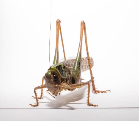 Decticus verrucivorus est un grillon de la famille des Tettigoniidae. Gros plan sur la sauterelle. Un insecte femelle sur fond blanc.